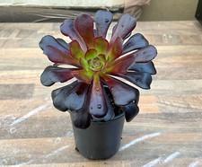 Black Rose Succulent Plant, Aeonium Schwarzkopf Arboreum Zwartkop Rooted 9cm Pot