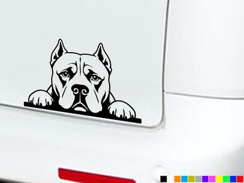 American bully dog eyes - bully,