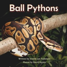 Ball Pythons -  NEW Jessica