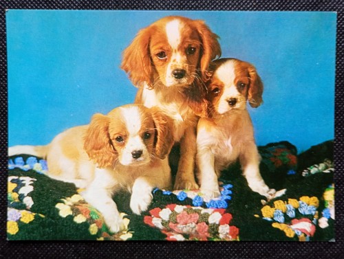 Picture postcard cavalier - postcard, king
