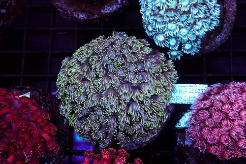 Green goniopora colony - goniopora, wysiwyg