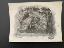 Vintage photograph taxidermy