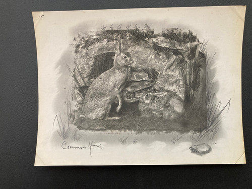 Vintage photograph taxidermy