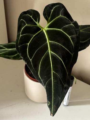 Anthurium regale - 💙anthurium, (#1)