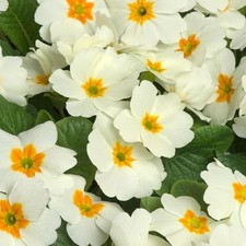 12 x Primrose Cottage Cream jumbo plug plants