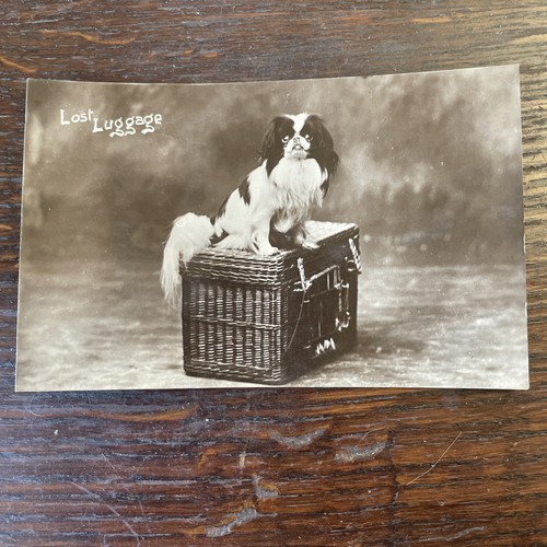 Japanese spaniel dog real - dog,