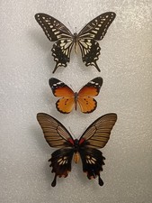 Papilio xuthus Butterfly Set