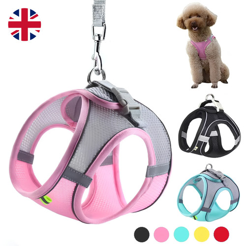 Puppy harness set - puppy,