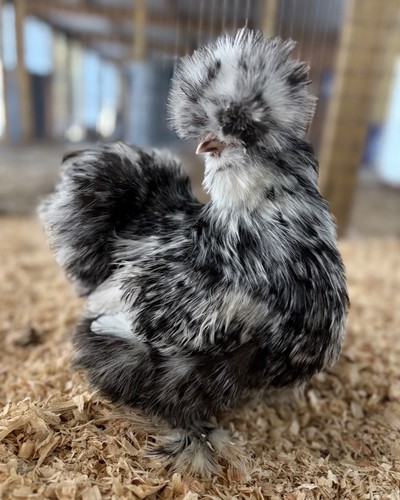 Mottled silkie satin - 6+,