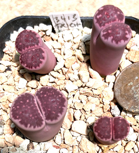 Mesemb plant lithops - -,