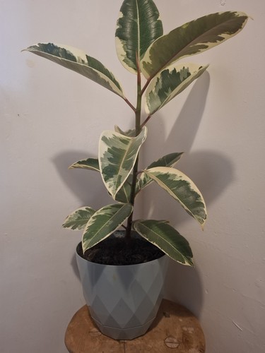 Variegated rubber plant - variegated, ficus