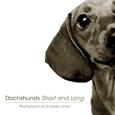 Dachshunds short and long - dachshunds,
