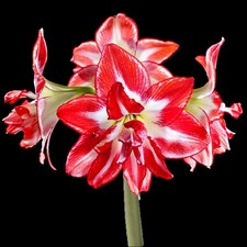 Amaryllis Hippeastrum Red &
