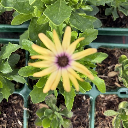 Osteospermum mixed bedding - mixed,