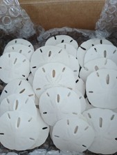 25 White Keyhole Sand Dollars