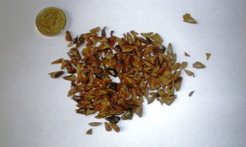 Delavays fir abies delavayi - delavays,
