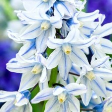 PICK & MIX Premium RHS BOTANICAL Spring BULB COLLECTIONS & Mixes BEE LOVE