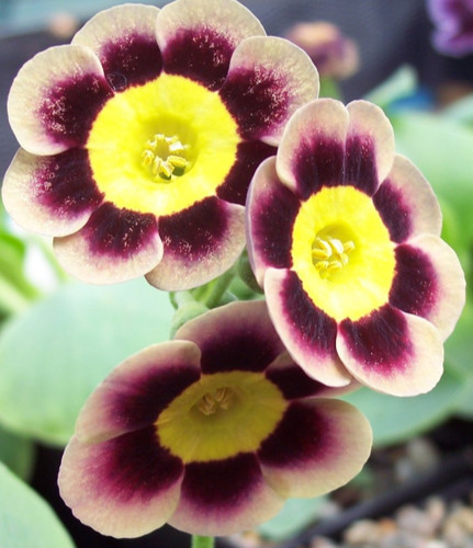 Primula auricula hadfield - auricula, t.a