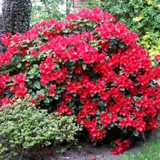 1 RHODODENDRON 'SCARLET WONDER' EVERGREEN BUSHY SHRUB HARDY GARDEN PLANT IN POT