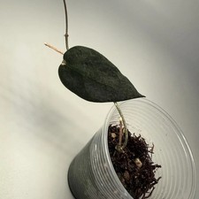 Hoya carrii