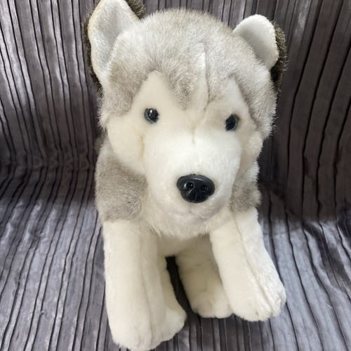 Lapland javi husky dog wolf - lapland,