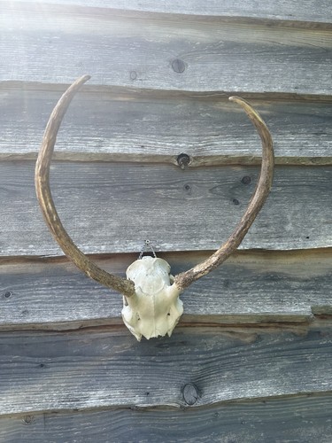 Buck deer skull - buck,