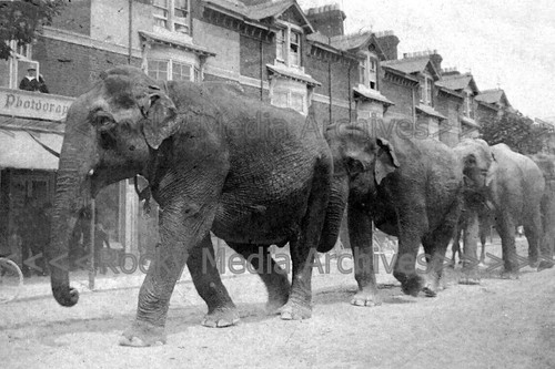 Bco circus elephants - bco-28, on