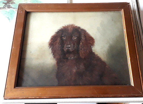 Irish water spaniel oil - irish, on