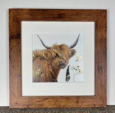 Scottish Highland Cow Picture