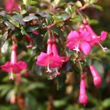 Fuchsia Microphylla Plug Plants Garden Pink Flowers Perennial Hardy, Pack of 3