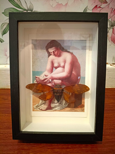 Brown winged cicada - cicada, mounted