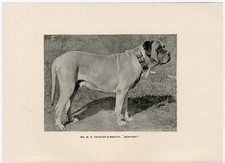 MASTIFF NAMED DOG OLD ANTIQUE 1893 DOG PRINT