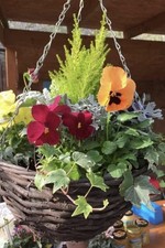 Pre Planted Autumn Winter