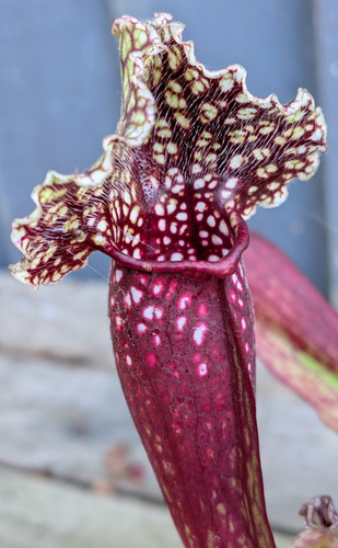 Sarracenia leucophylla gas - leucophylla,