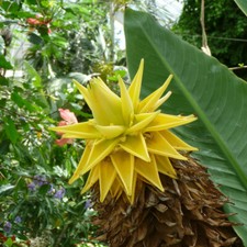 Golden lotus banana plant - lotus,
