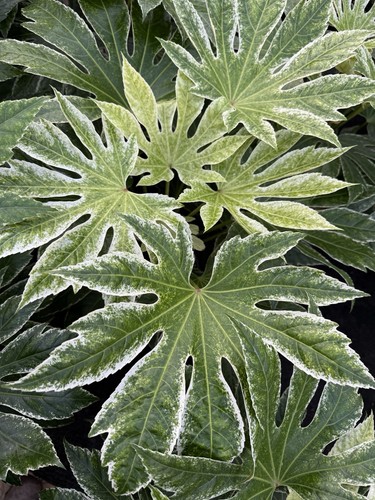 Fatsia japonica spider - fatsia, ‘spider’s