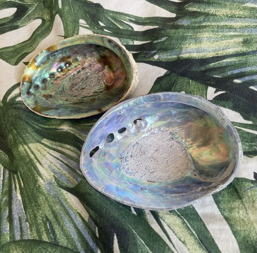 Abalone shell natural sea - shell,