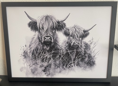 Highland cows picture - highland,