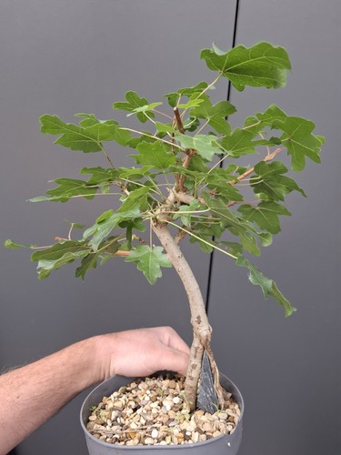 Field maple root - maple, over