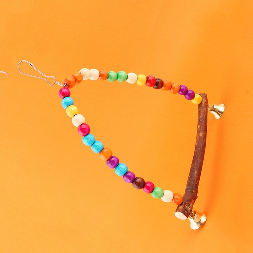Pet bird parakeet - pet,