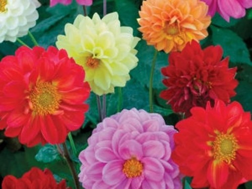 Dahlia surprise mix summer - dahlia,
