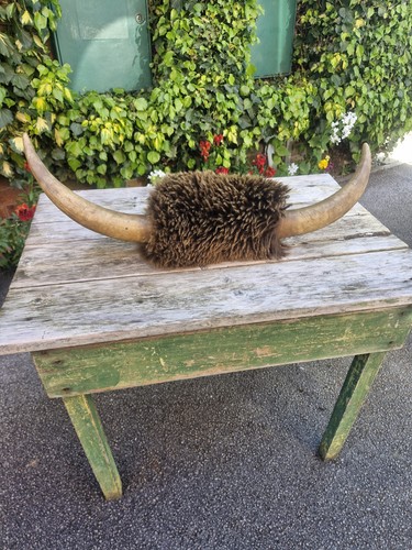 Victorian taxidermy bull cow - bull,