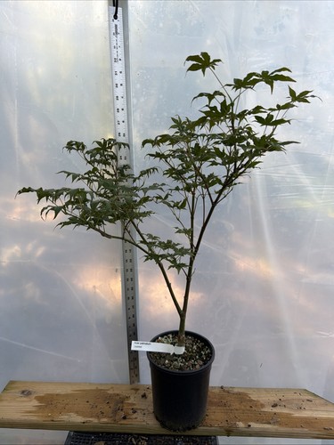 Jubilee japanese maple - jubilee,