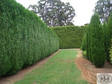 Western red cedar seeds - cedar,
