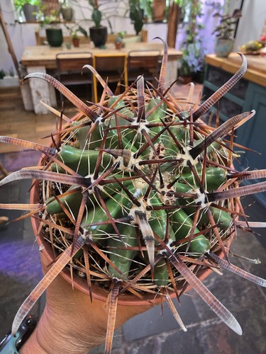 Cacti ferocactus latispinus - cacti, 10