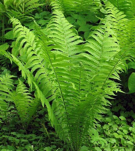Shuttlecock fern plant ostrich - plant,