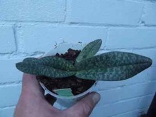 Rare Paphiopedilum concolor x