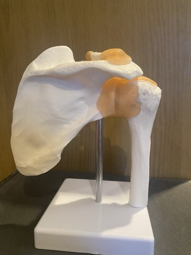 66fit anatomical human - 66fit™,