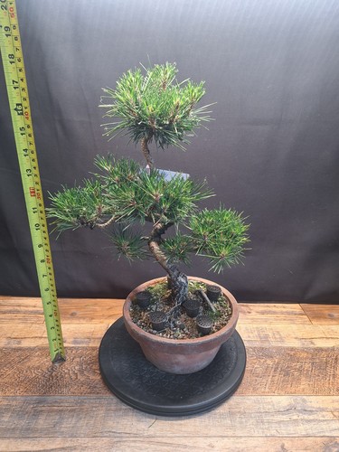 Cork bark japanese black pine - japanese,