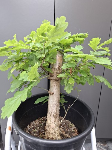 Very chunky yamadori oak - chunky,
